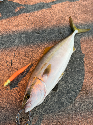 イナダの釣果