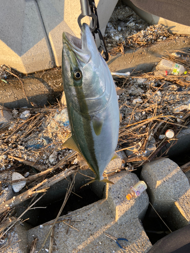 ハマチの釣果