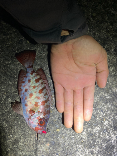 ゴマヒレキントキの釣果