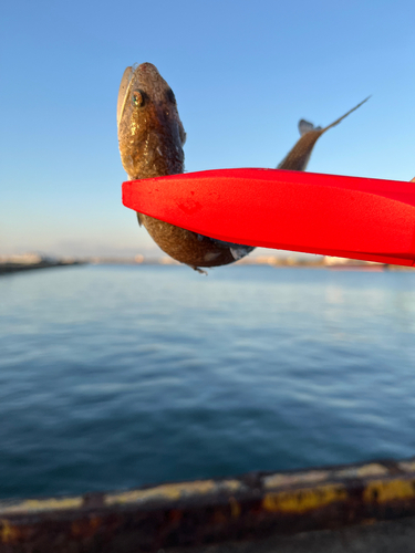 エソの釣果