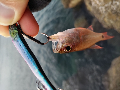 ネンブツダイの釣果