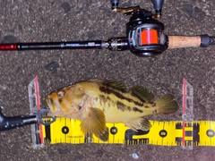 シマゾイの釣果