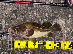 シマゾイの釣果