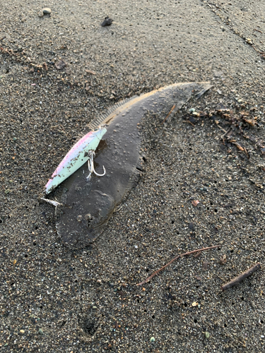 シタビラメの釣果