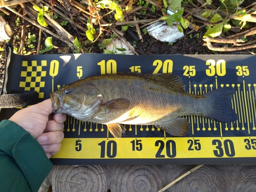 スモールマウスバスの釣果