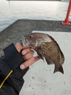 オオモンハタの釣果