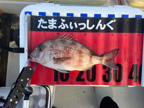 マダイの釣果