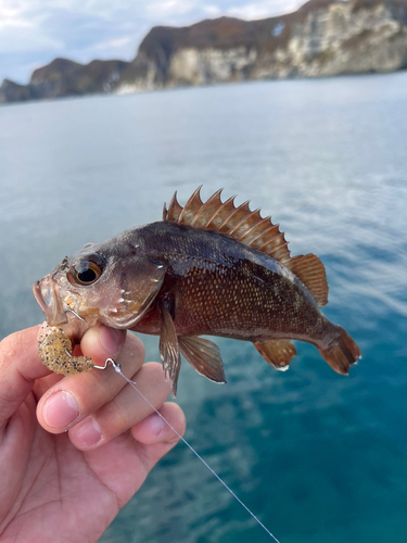 エゾメバルの釣果