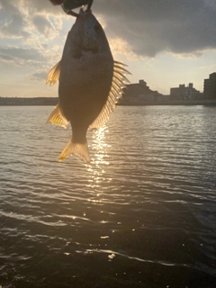 キビレの釣果