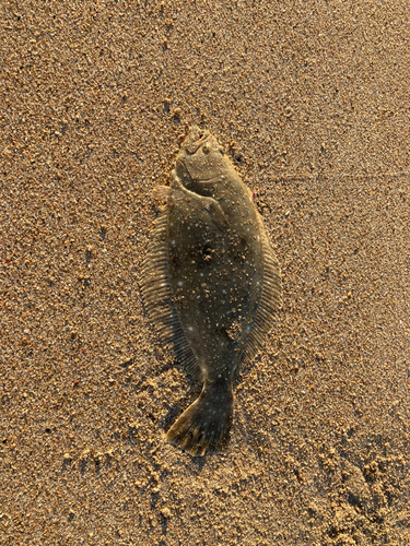 ソゲの釣果