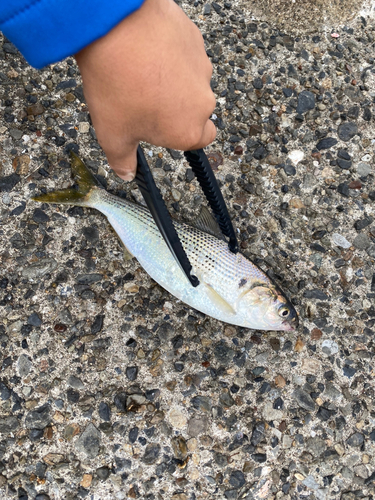 コノシロの釣果