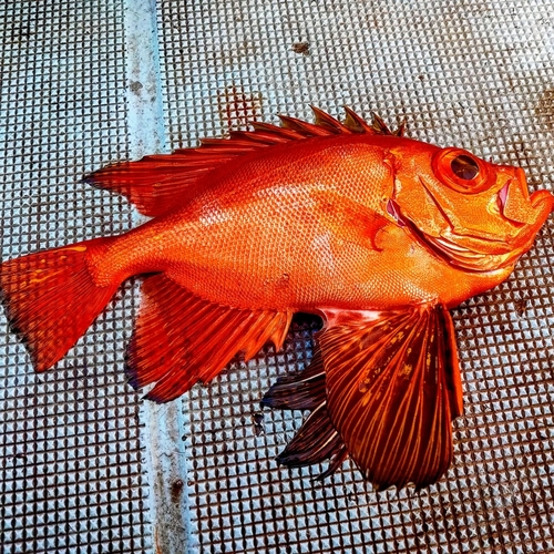 チカメキントキの釣果