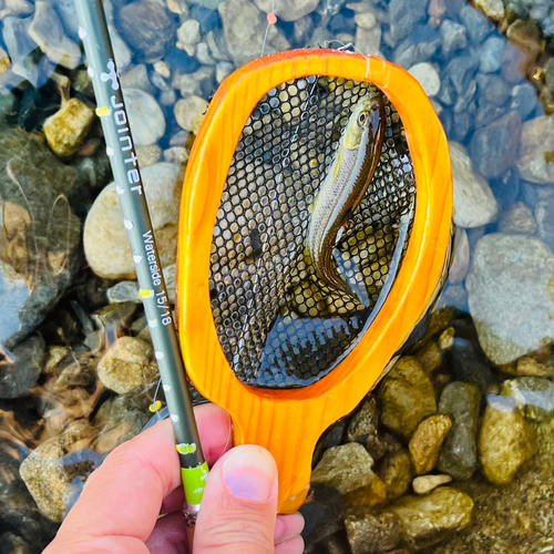 カワムツの釣果