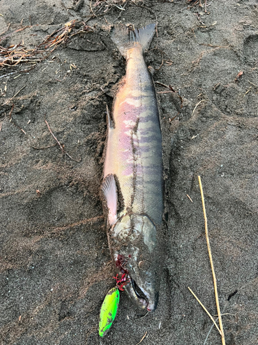 シロザケの釣果