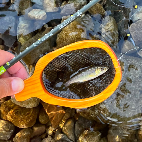 カワムツの釣果