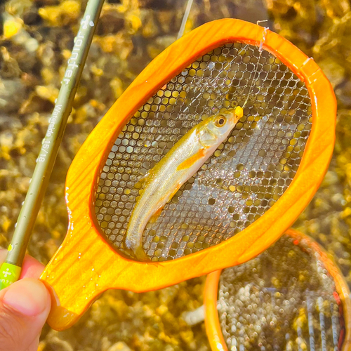 ウグイの釣果