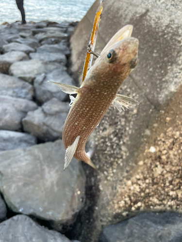 アカエソの釣果