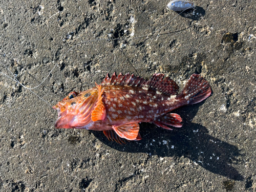 カサゴの釣果