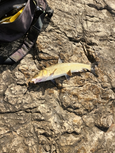 ニゴイの釣果