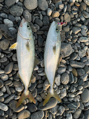 ワカナゴの釣果