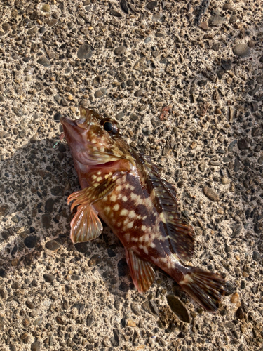 カサゴの釣果