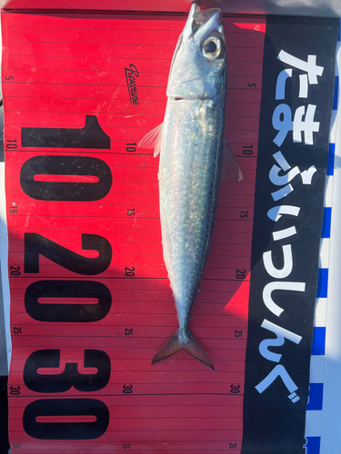 マサバの釣果