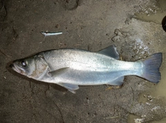 フッコ（ヒラスズキ）の釣果