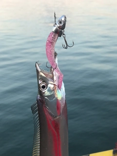 タチウオの釣果