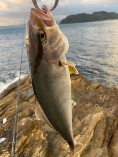 ネリゴの釣果