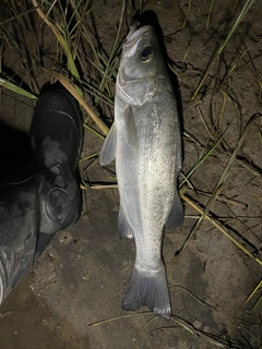 フッコ（ヒラスズキ）の釣果