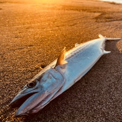 サゴシの釣果