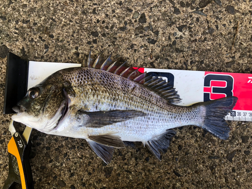 クロダイの釣果