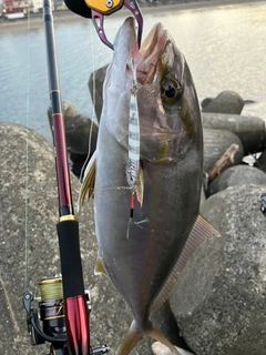 ショゴの釣果