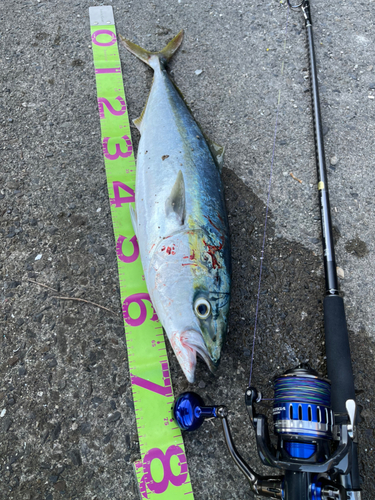 ハマチの釣果