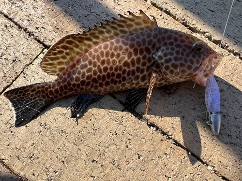 オオモンハタの釣果