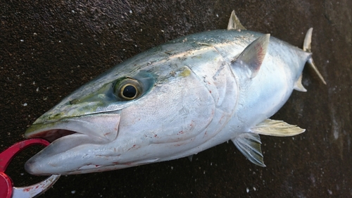 ブリの釣果