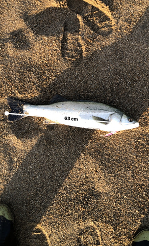 スズキの釣果