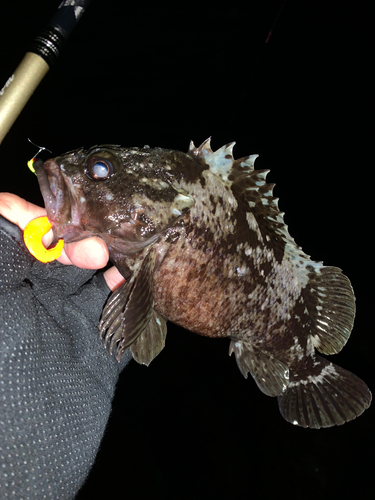 ムラソイの釣果