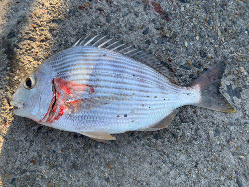 ヘダイの釣果