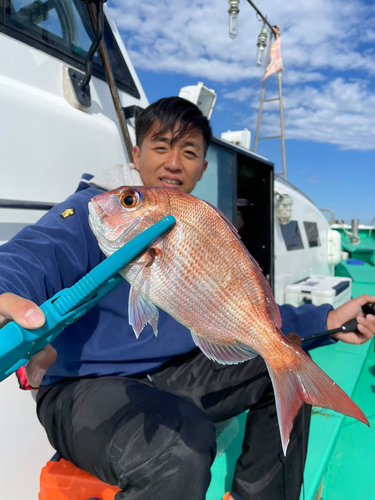 マダイの釣果