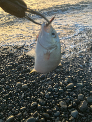 メッキの釣果