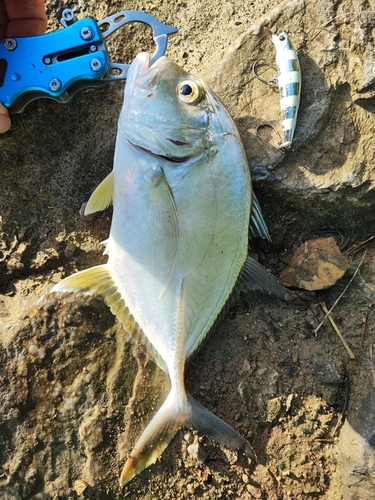 ロウニンアジの釣果