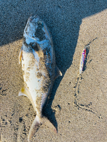 ショゴの釣果