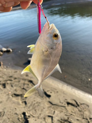 メッキの釣果