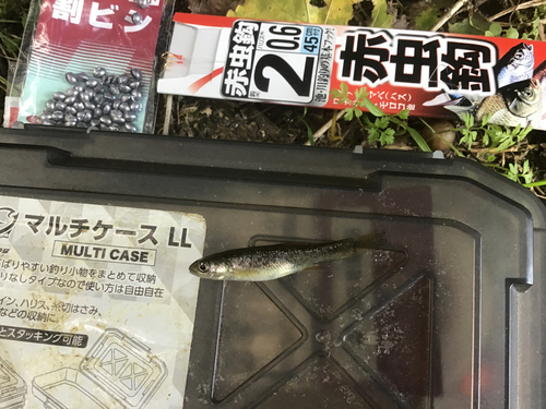 タカハヤの釣果