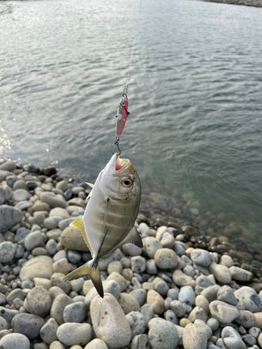 メッキの釣果