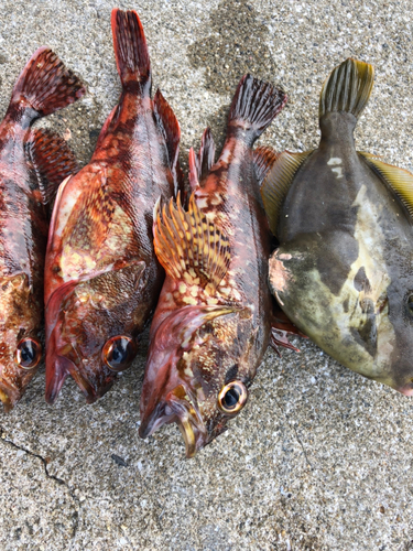 アラカブの釣果