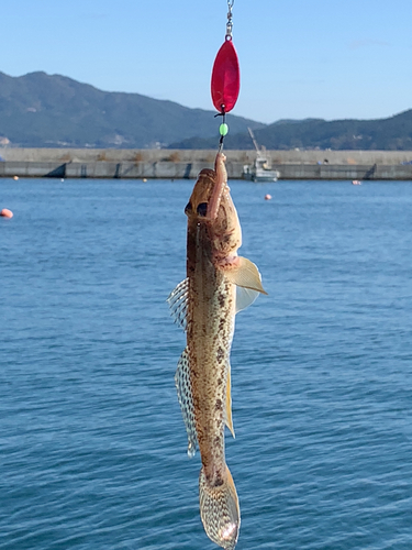 マハゼの釣果