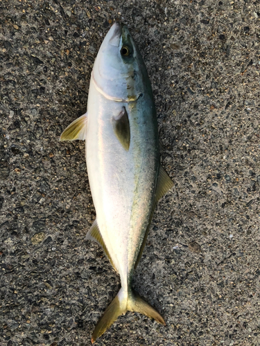 ハマチの釣果