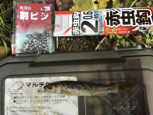 タカハヤの釣果